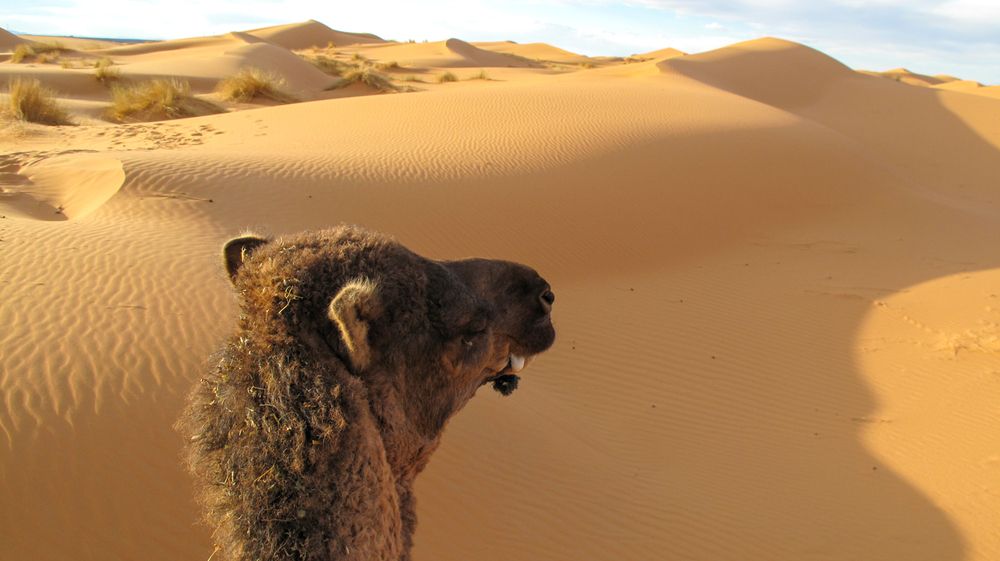 Photo #13690452