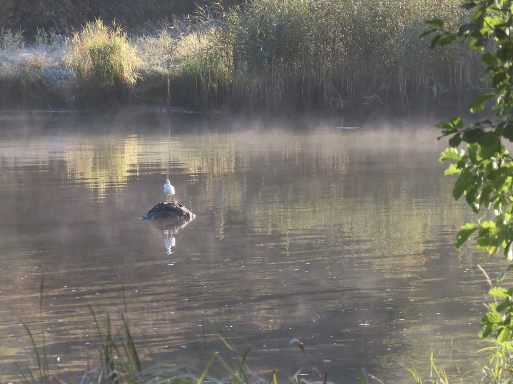 Photo #13690614