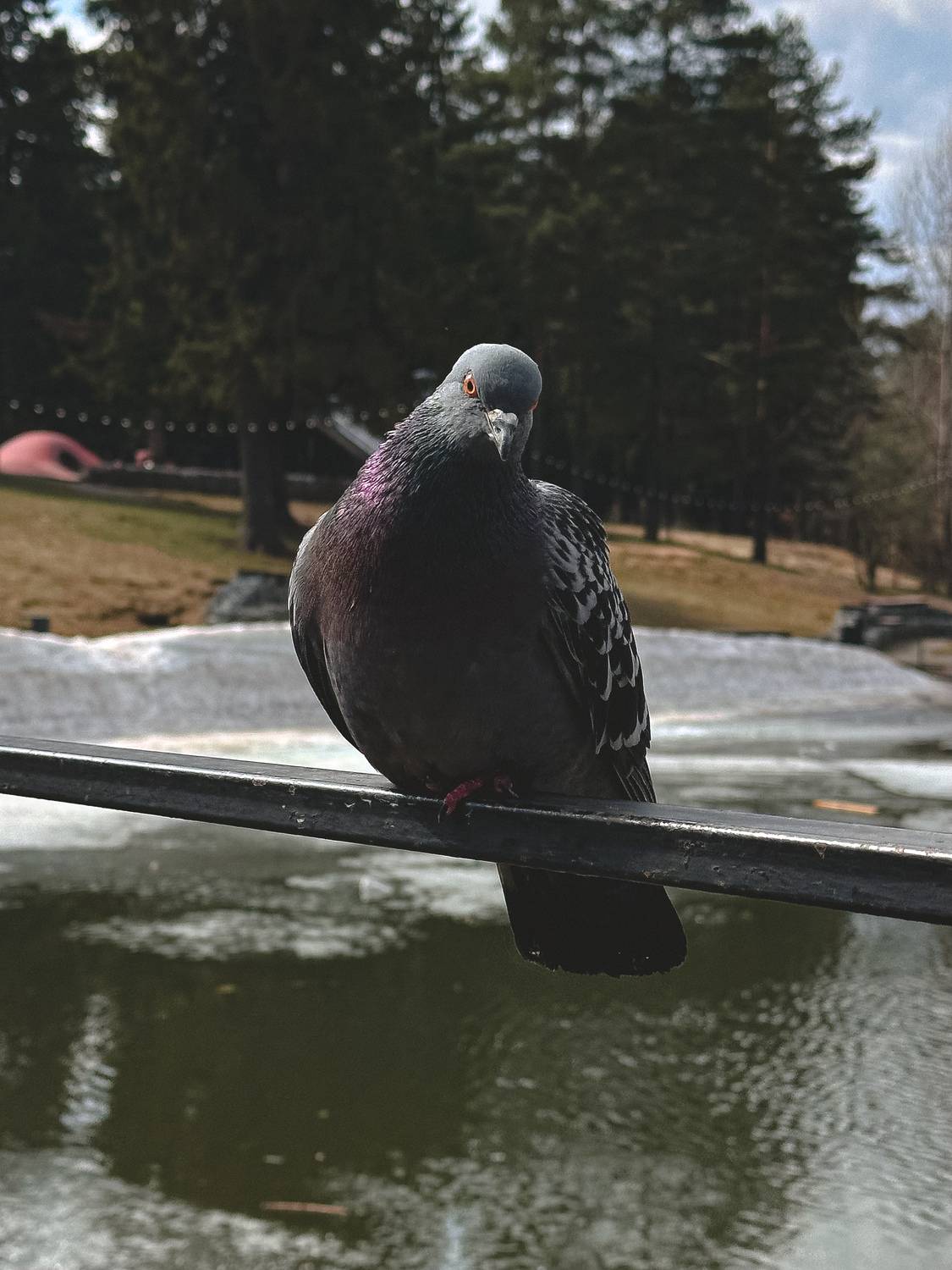 Photo #13690615