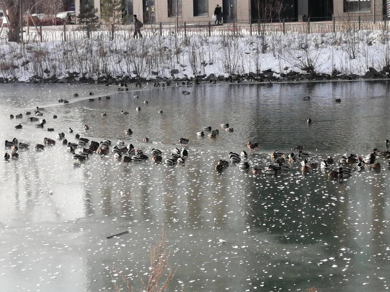 Photo #13690721