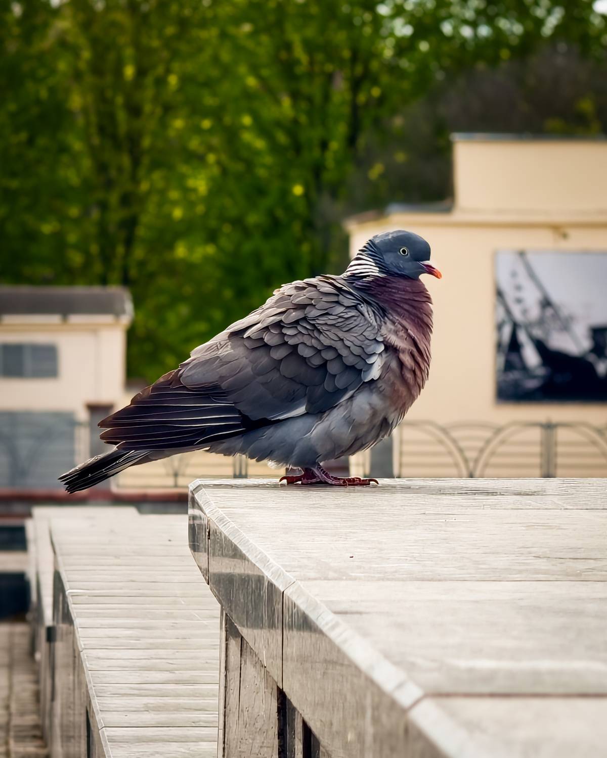 Columba Palumbus