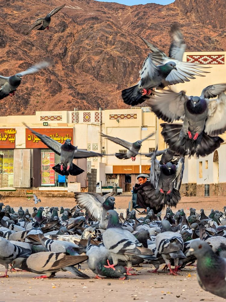 Harmony of Life: Pigeons and People in the Heart of the Old City