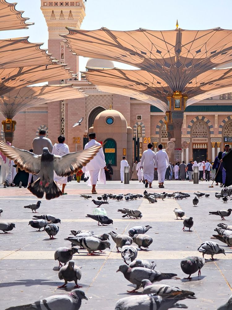 Serenity at the Prophet\'s Mosque