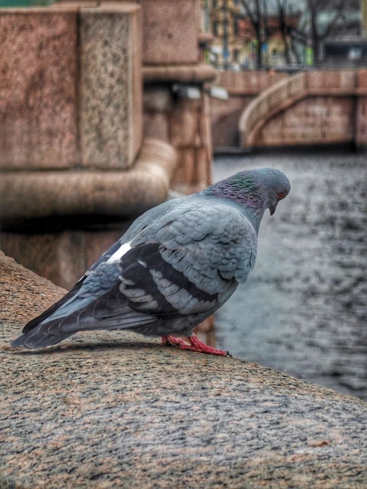 Photograph by Станислав Мутовин