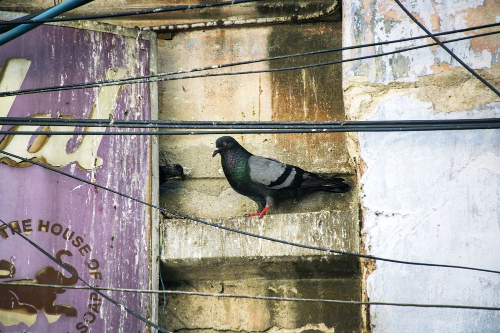 Photograph by Saikat Singha