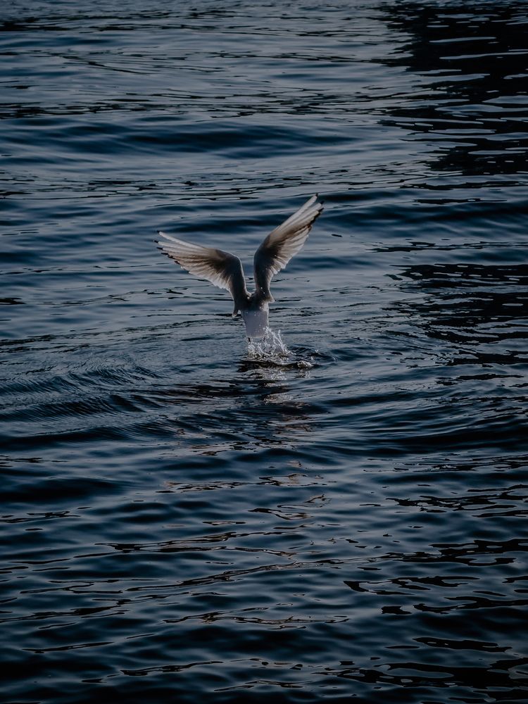 Photograph by Константин Шипицын