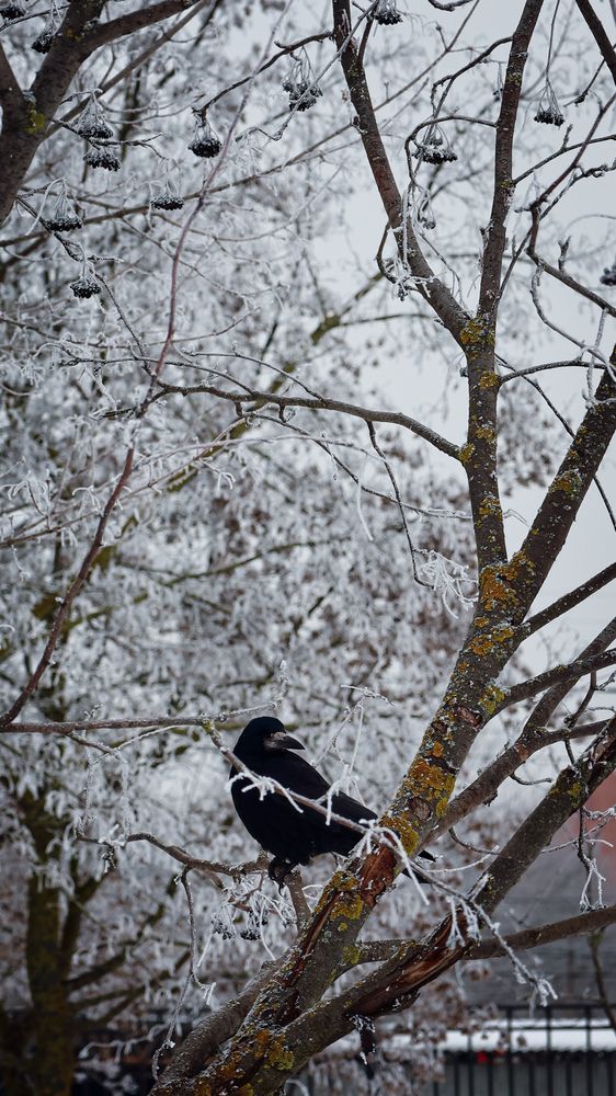 Photo #13691271