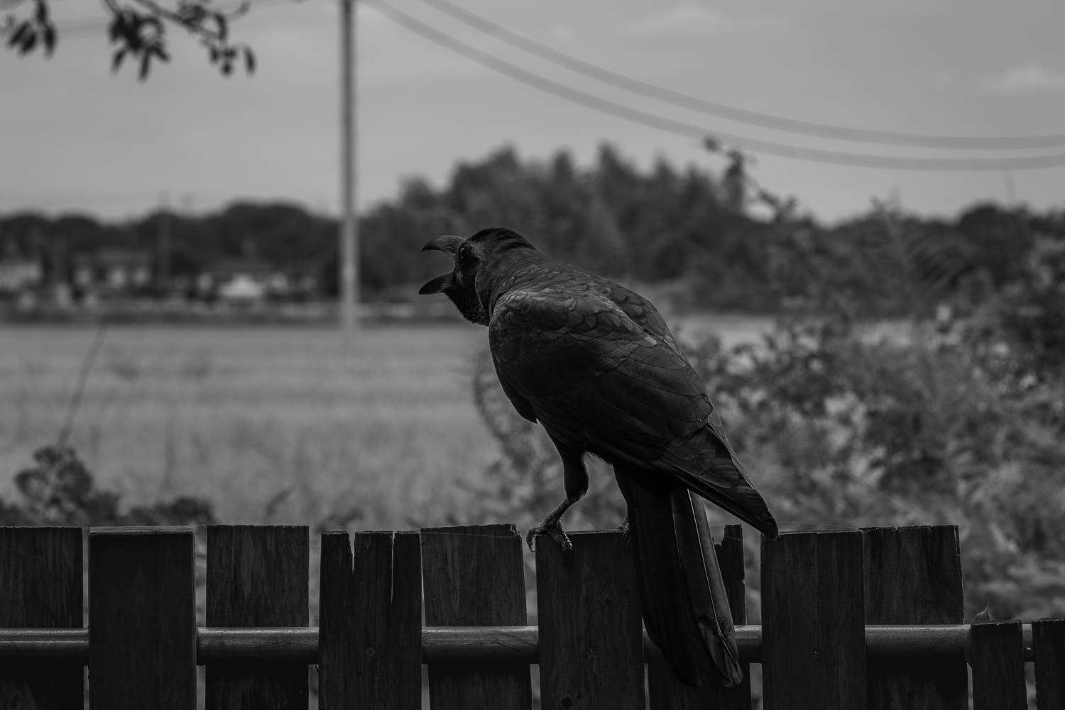Photo #13691279