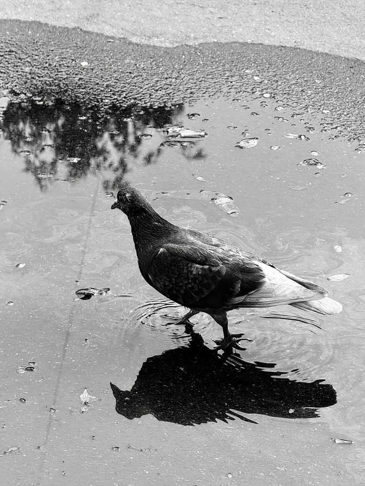 Photograph by Елена Чулюнина