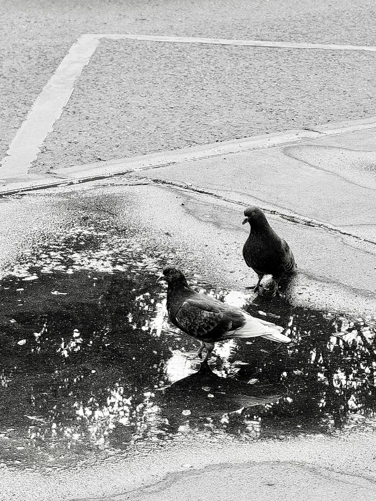 Photograph by Елена Чулюнина