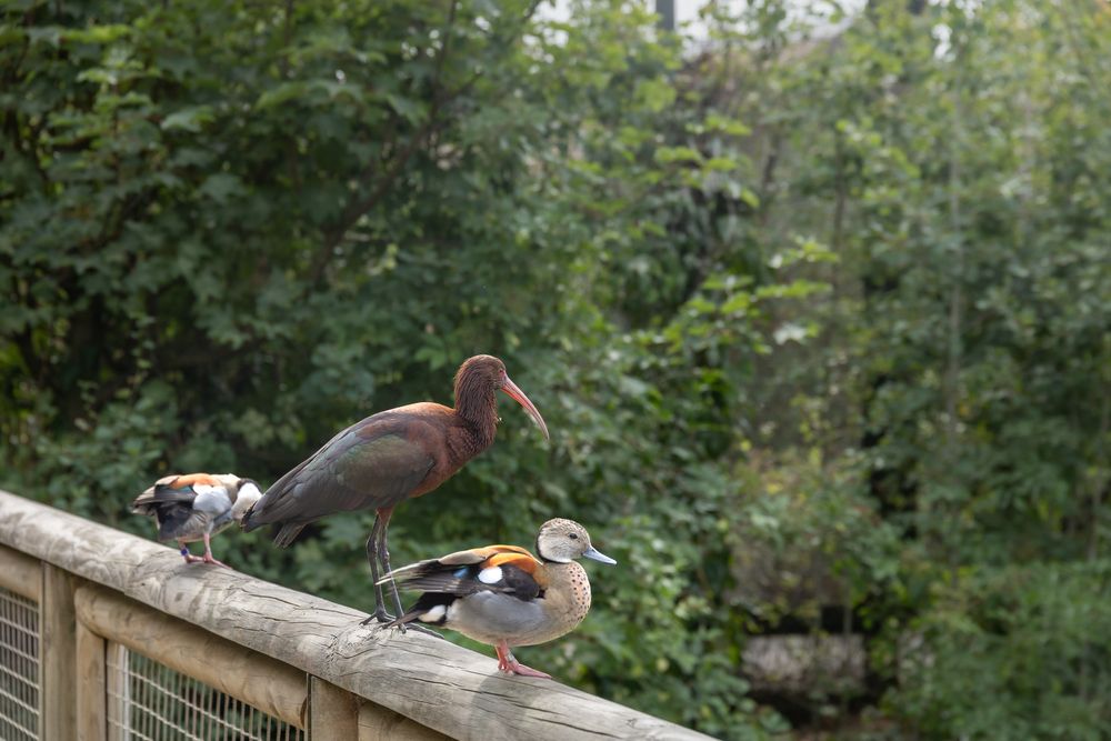 Photo #13691312