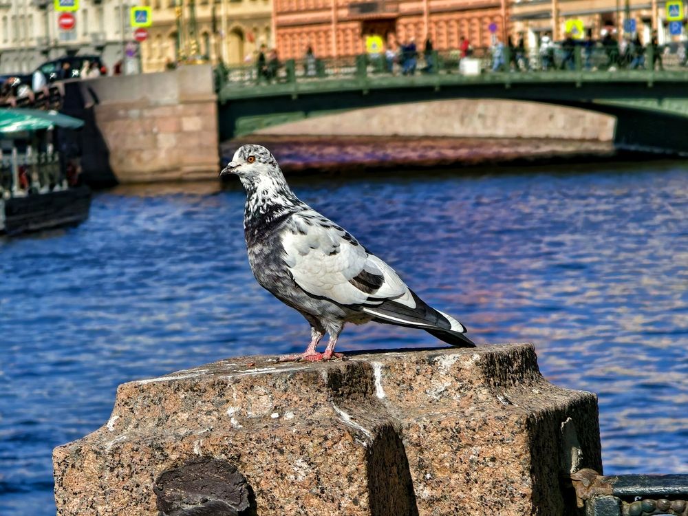 Photograph by Сергей Носов