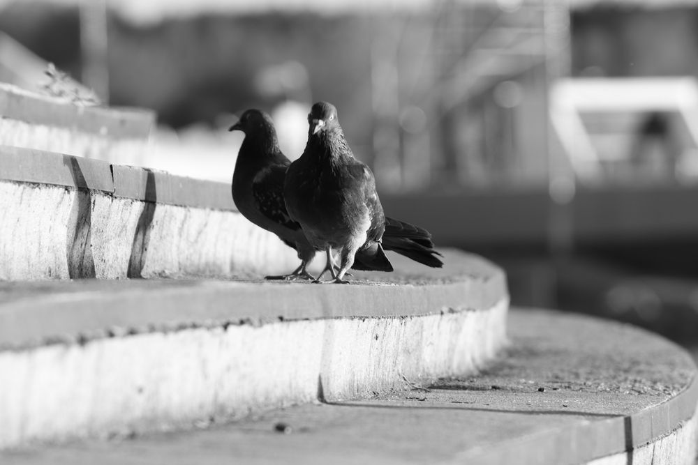 Photo #13691384