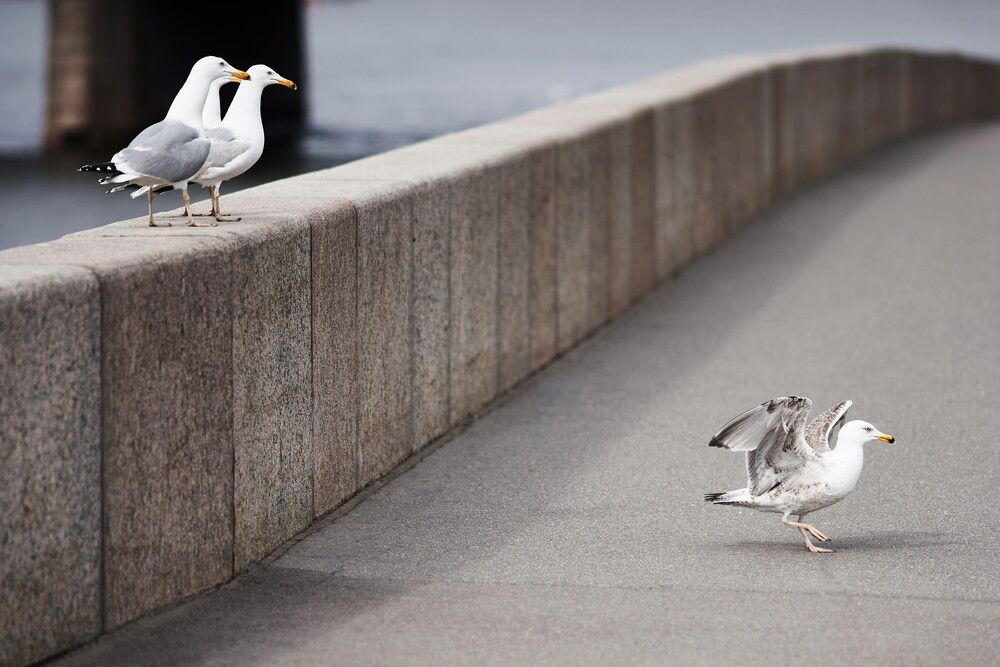 Photograph by Александр Майоров