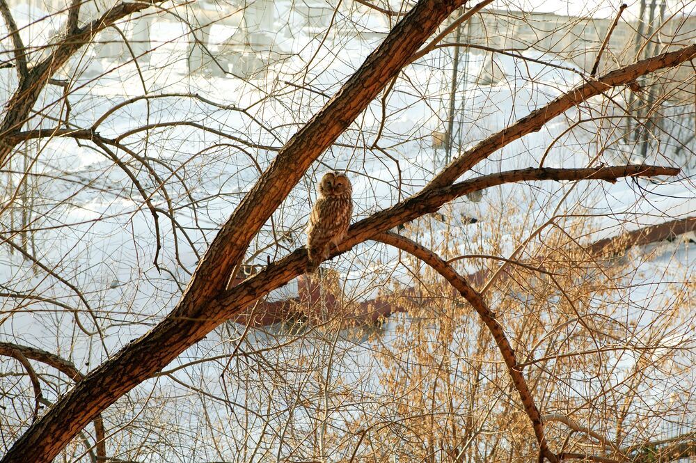 Photograph by Михаил Дронов