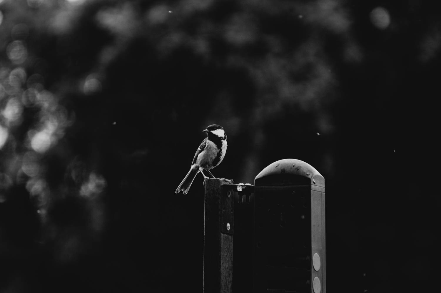 Photo #13691426