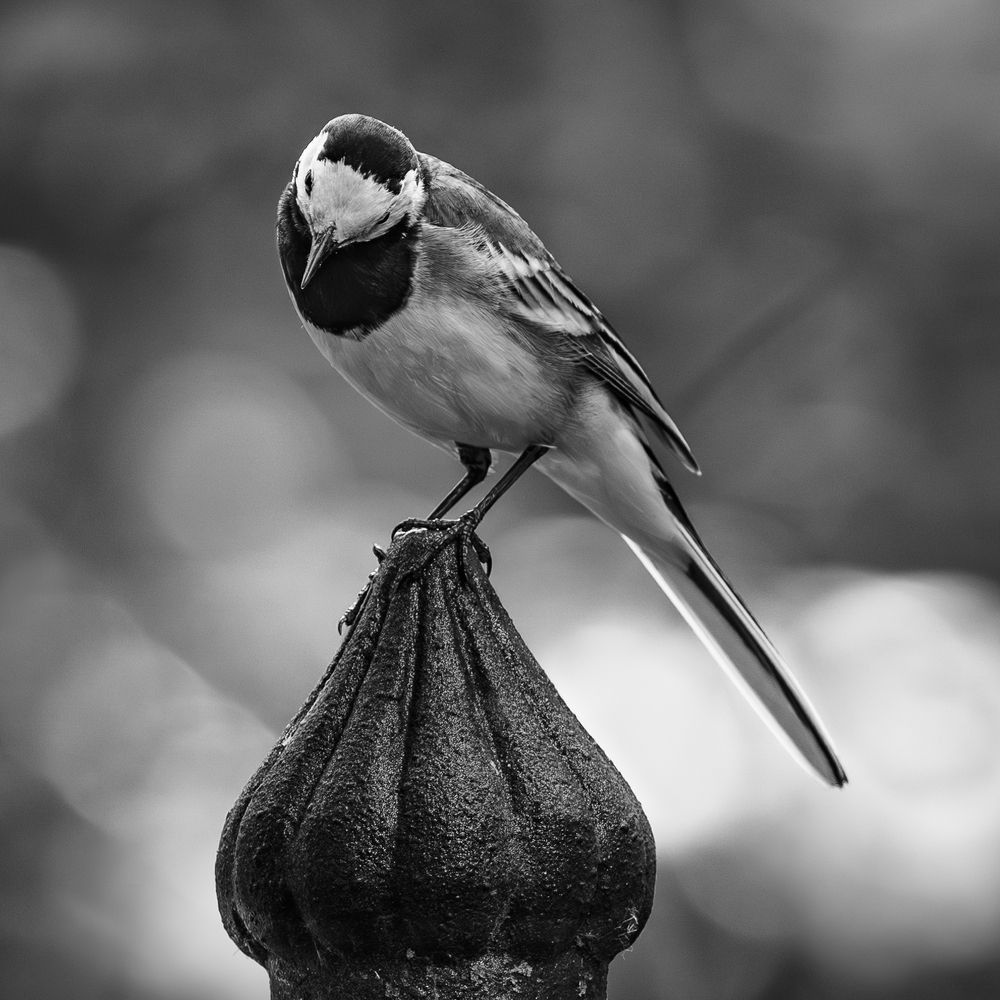 Photograph by Курлянцев Алексей