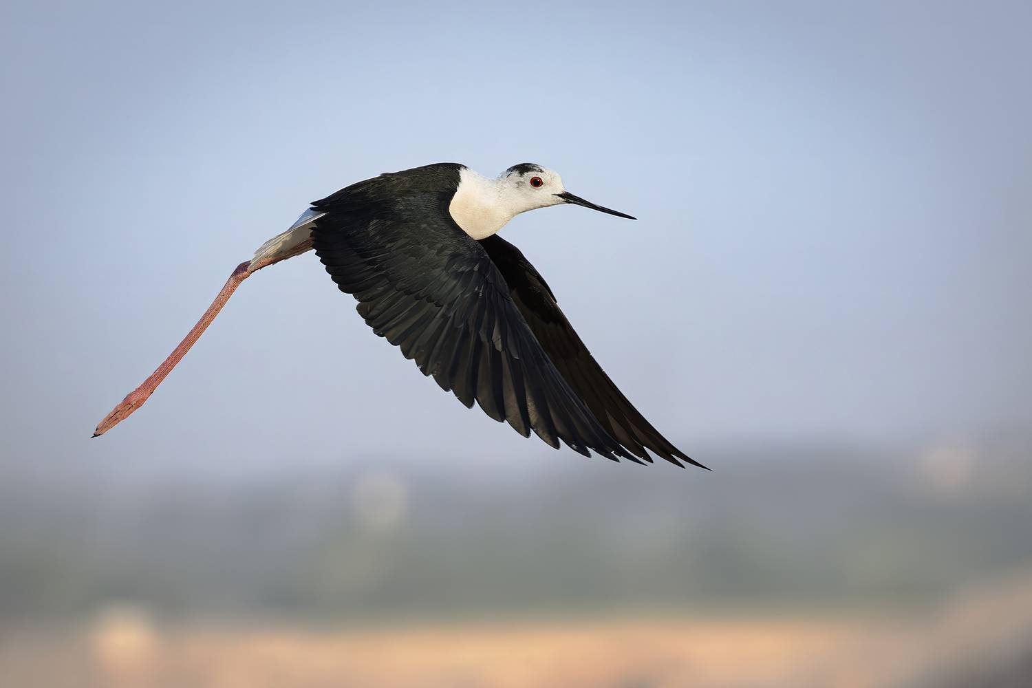 Stilt