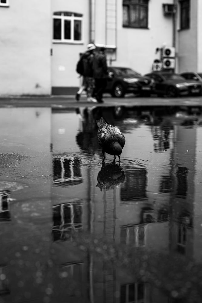 Photograph by Виктория Сирота