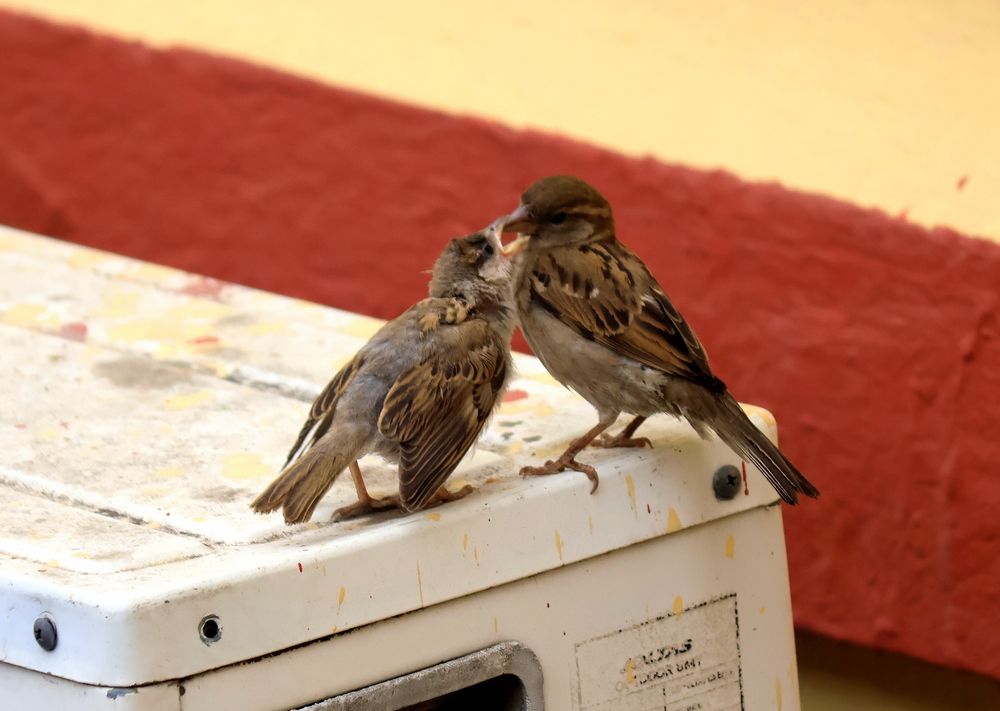 Photograph by Partha Poddar