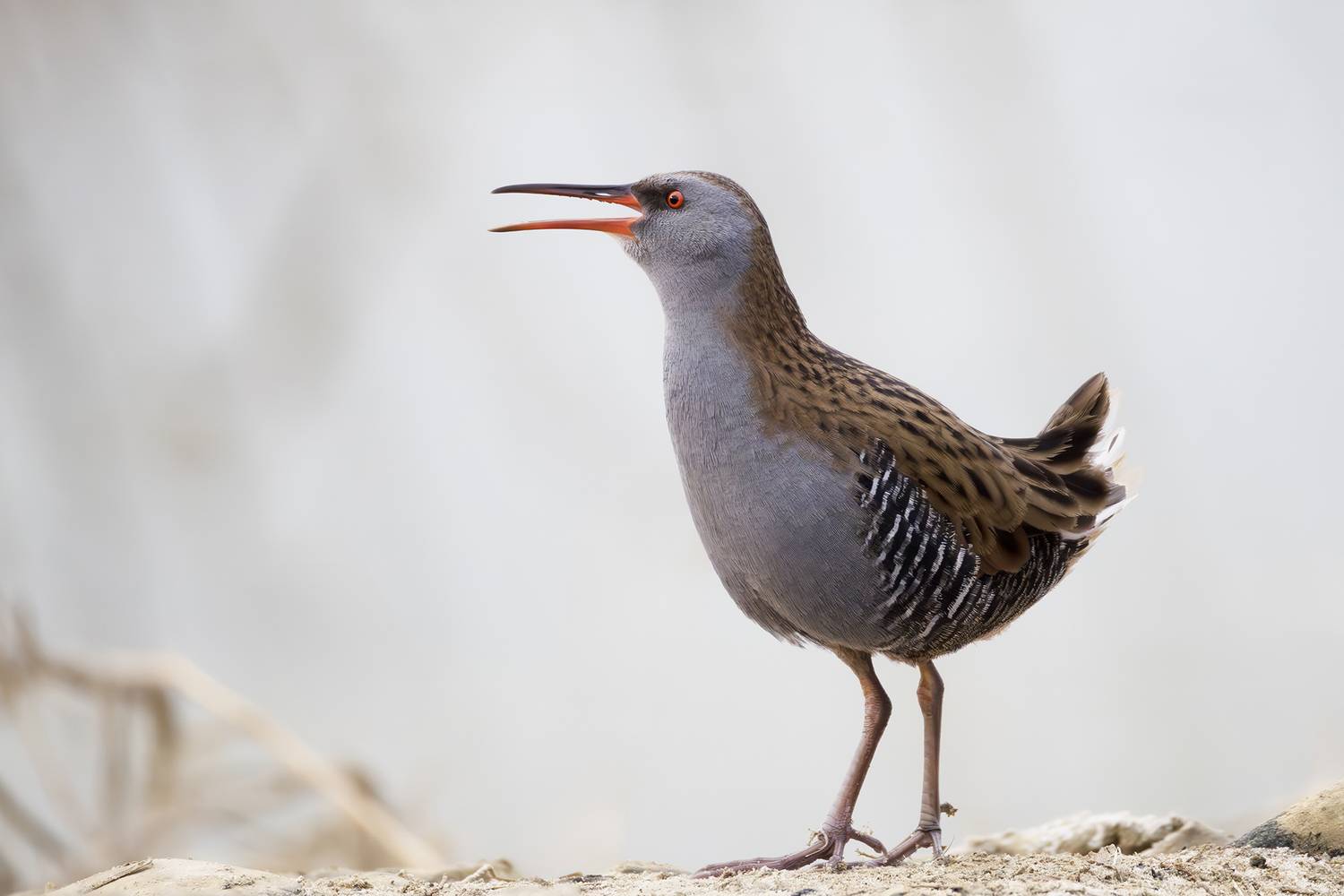 Water Rail