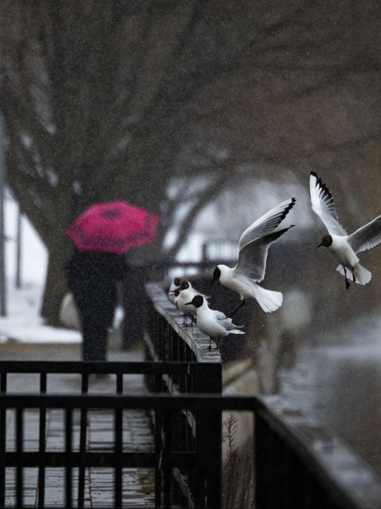 Photograph by Доляна Горохова