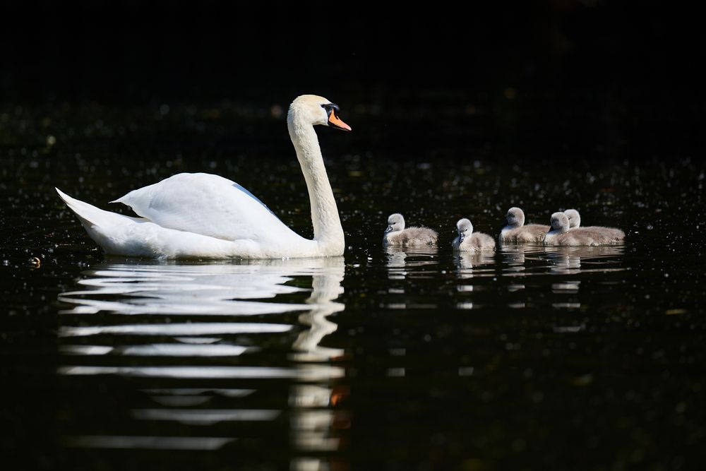 Семья лебедей в Леоновском пруду / The swan family in Leonovsky Pond