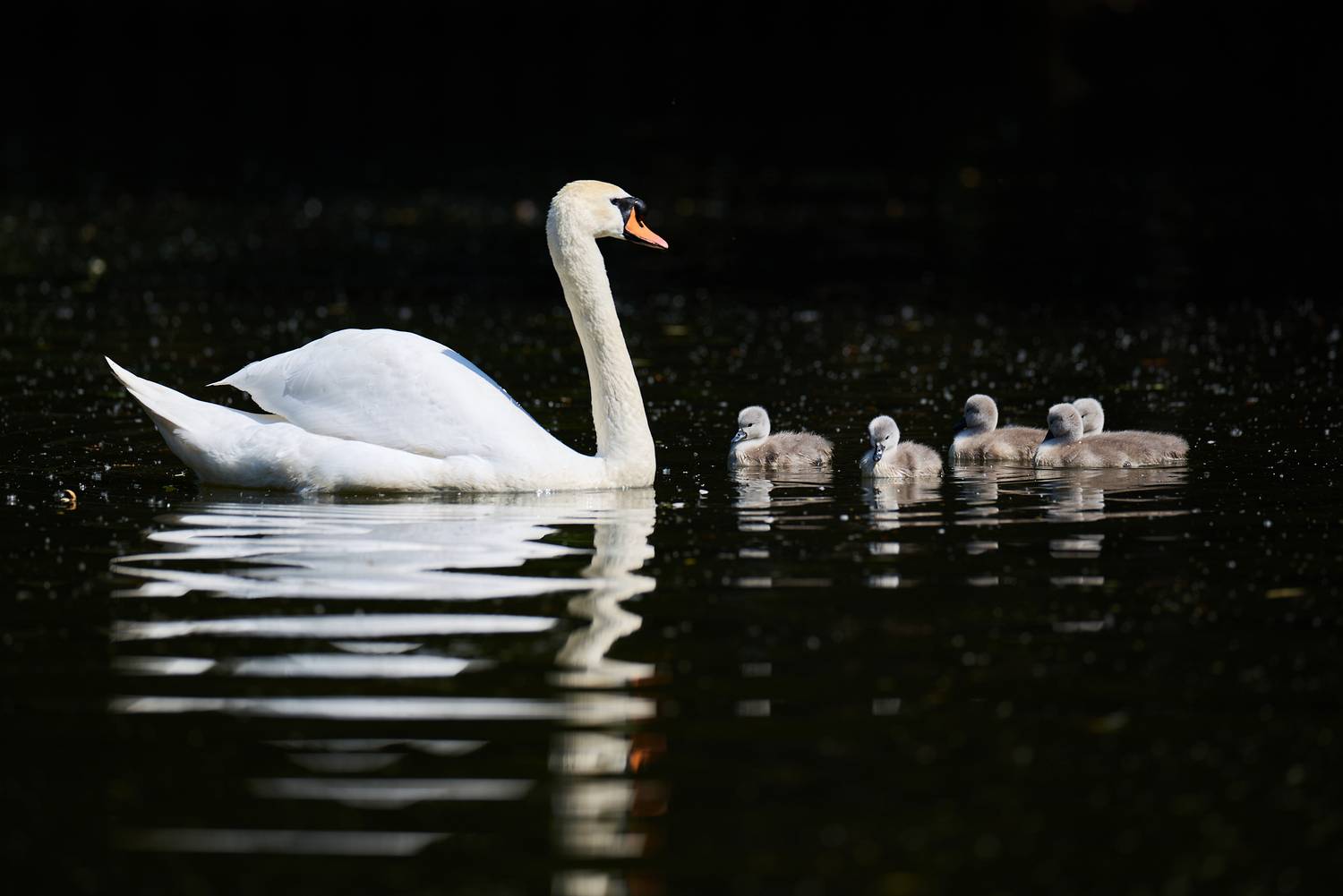 Семья лебедей в Леоновском пруду / The swan family in Leonovsky Pond