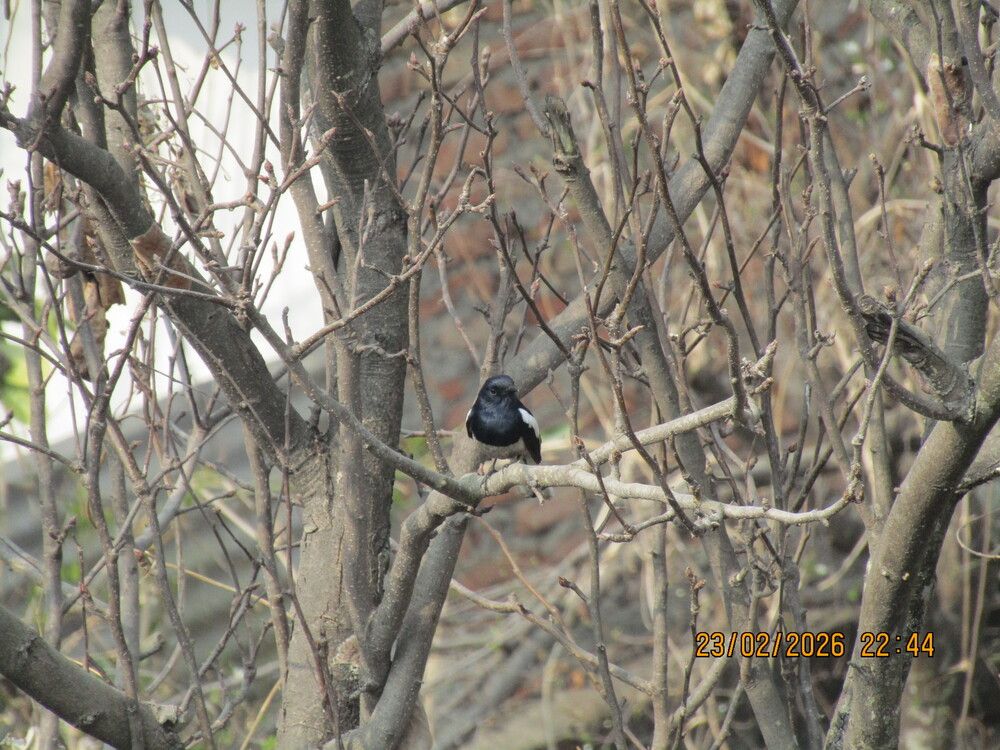 Photograph by Surendra Joshi