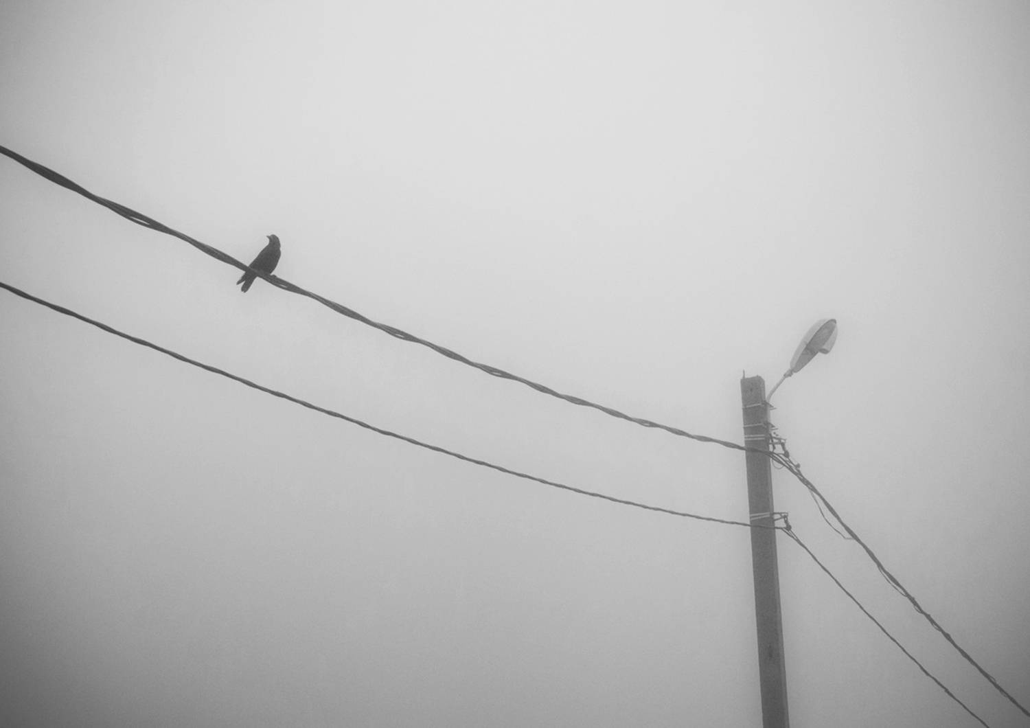 Photo #13692717