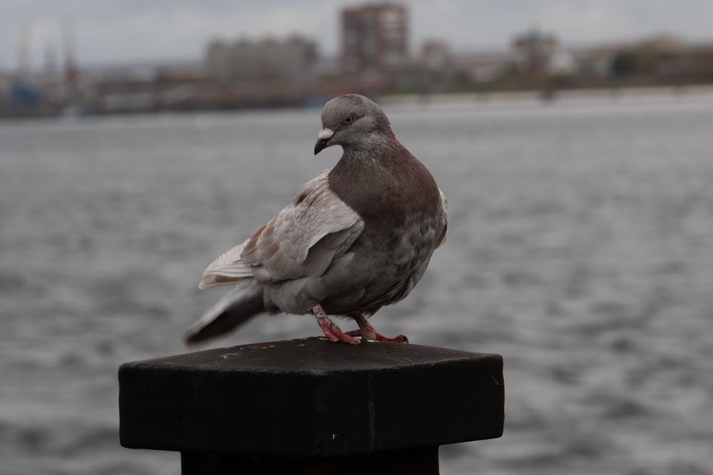 Photograph by Елена Николайчук