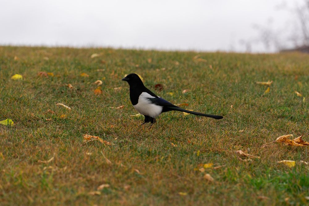Photograph by Елена Николайчук