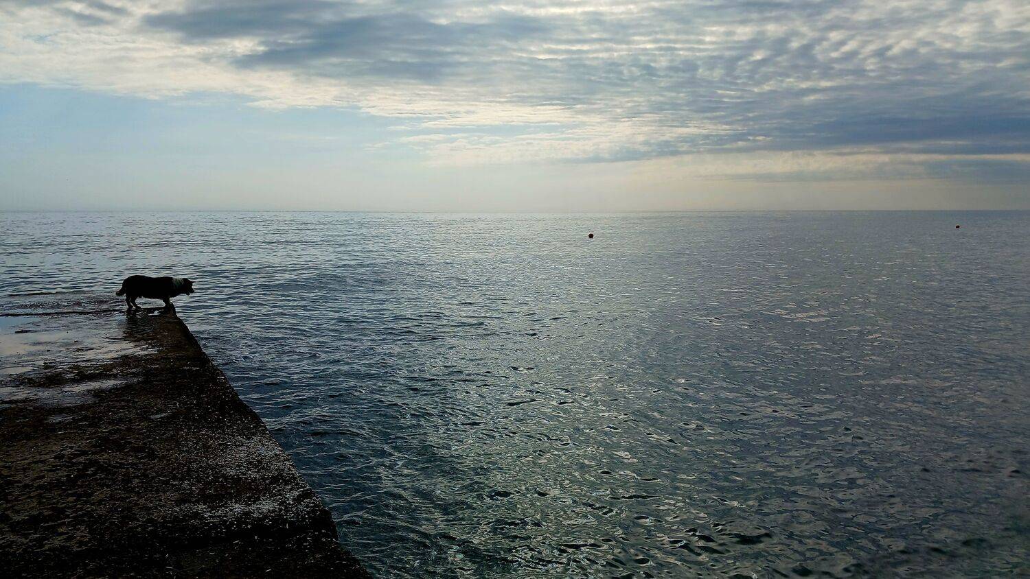 Пес и море.