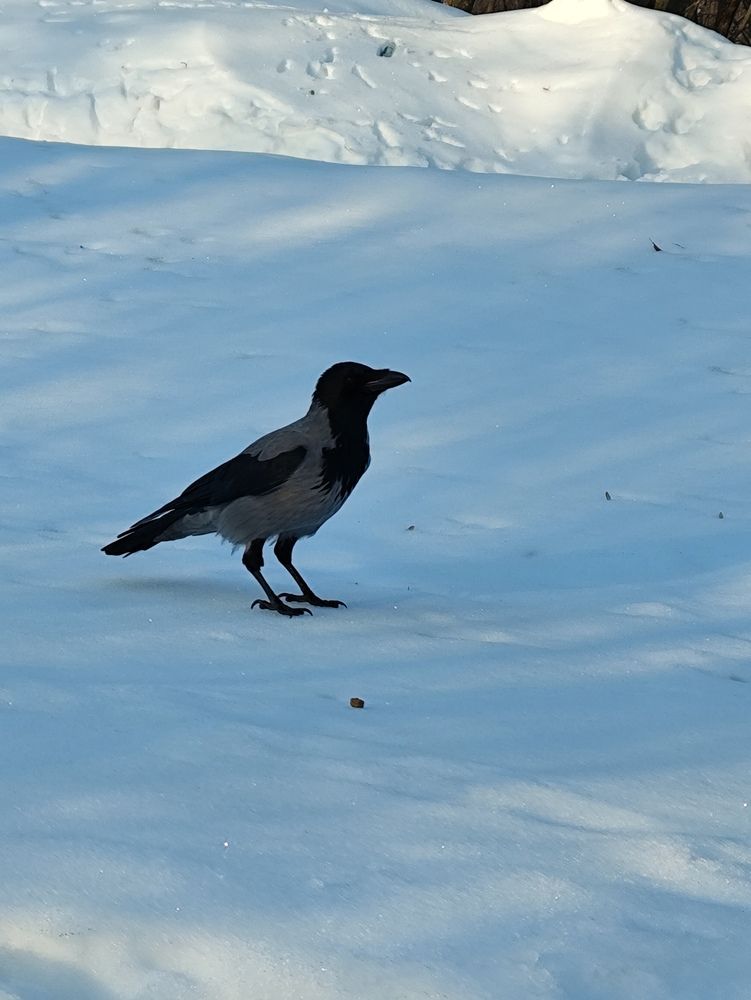 Photograph by Наталья Додонова