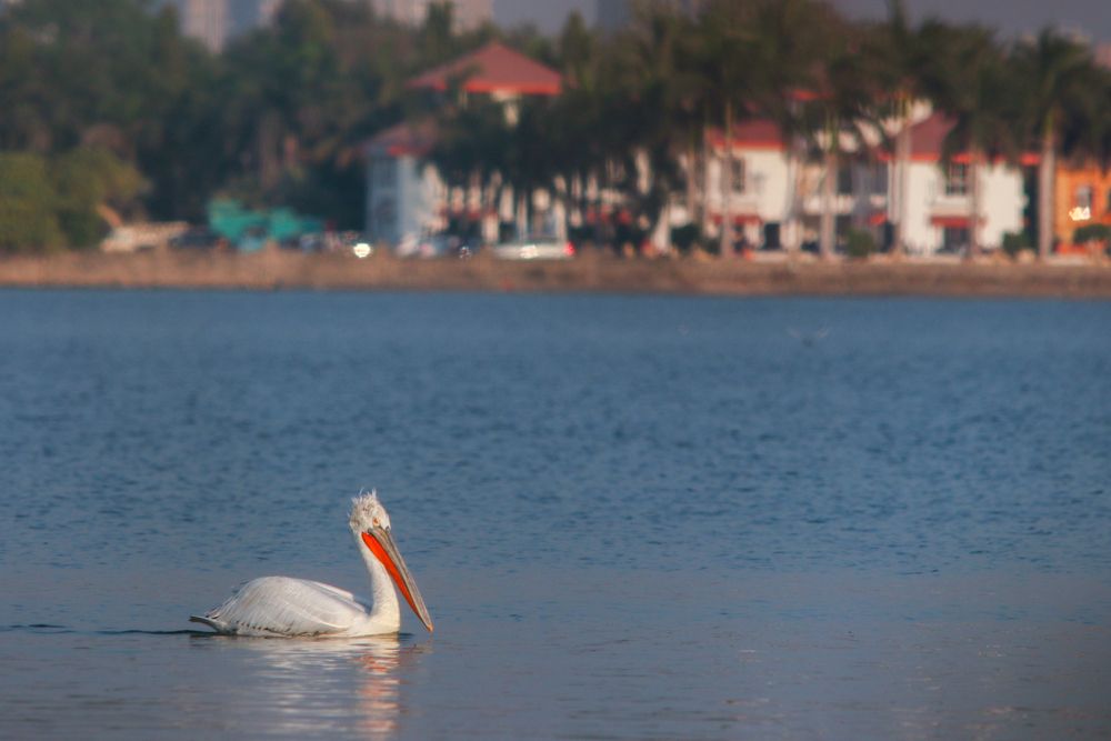 Solitude on Still Waters