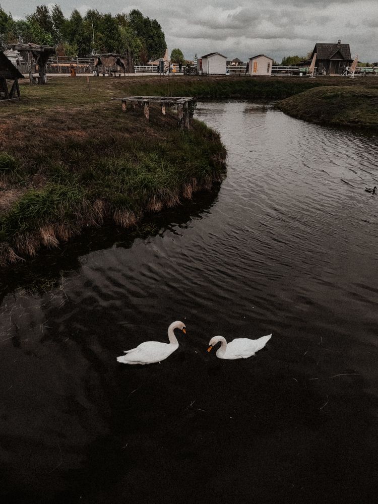 Photo #13693034