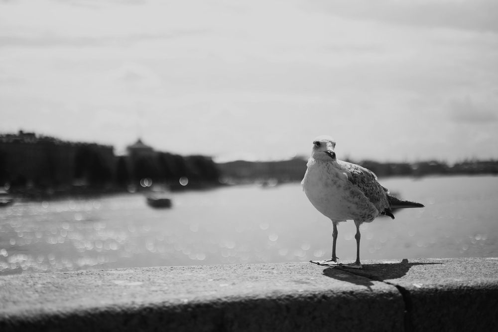 Photograph by Анастасия Туркина