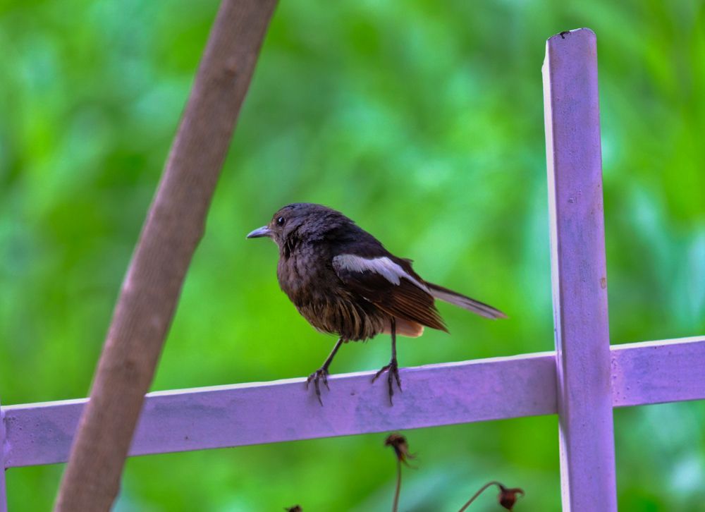 Photograph by Arnab Hazra
