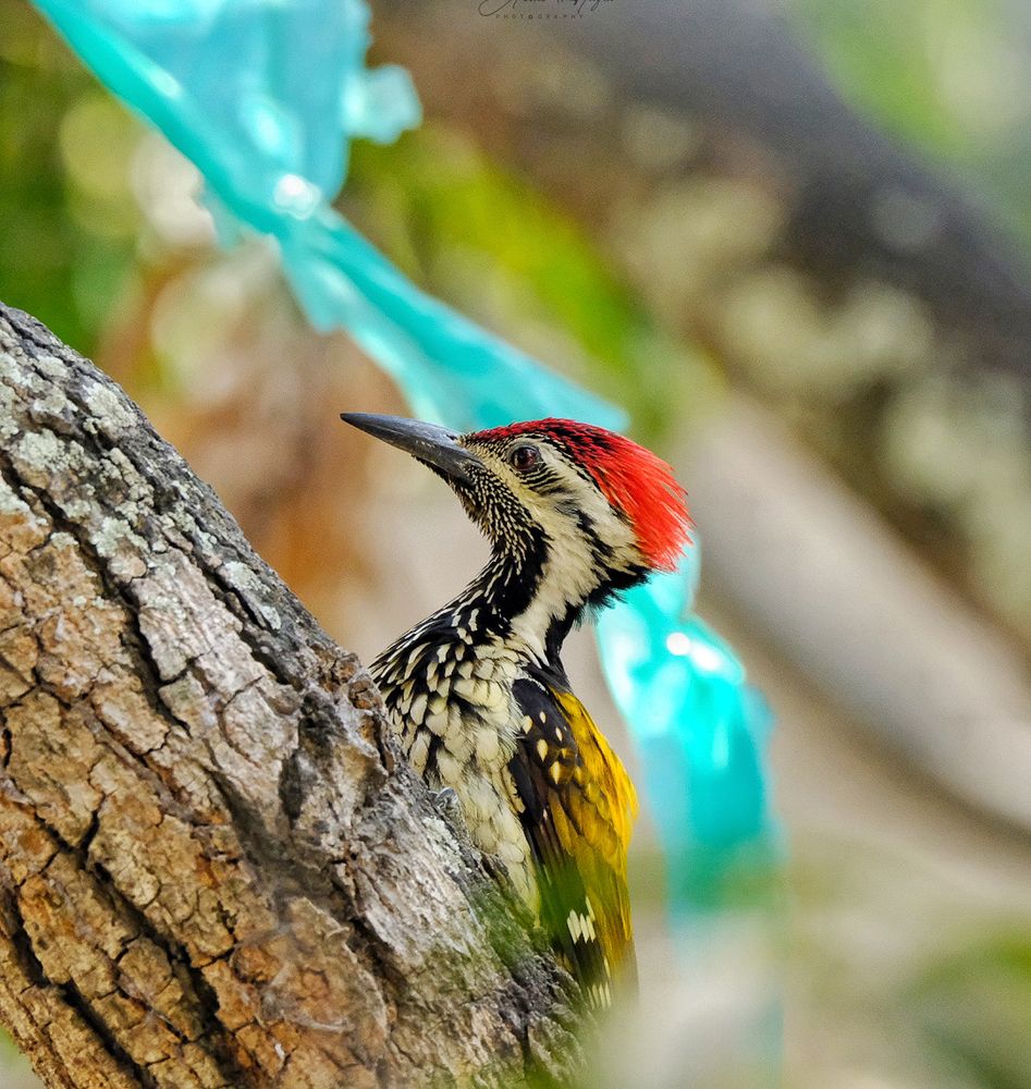 Photograph by Arnab Hazra