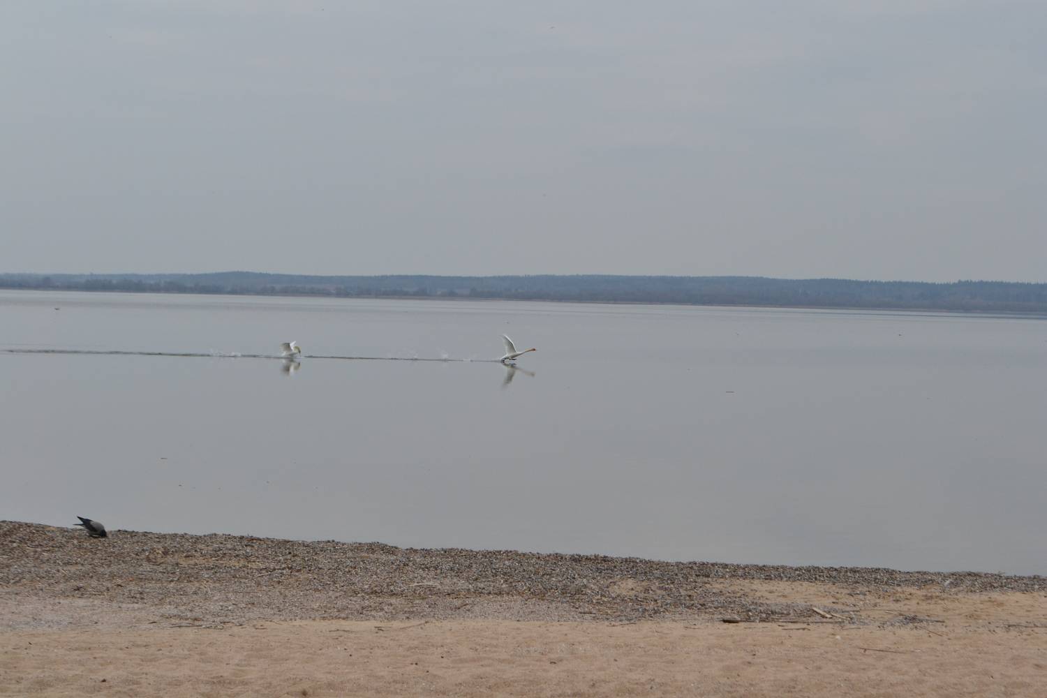 Photo #13693235