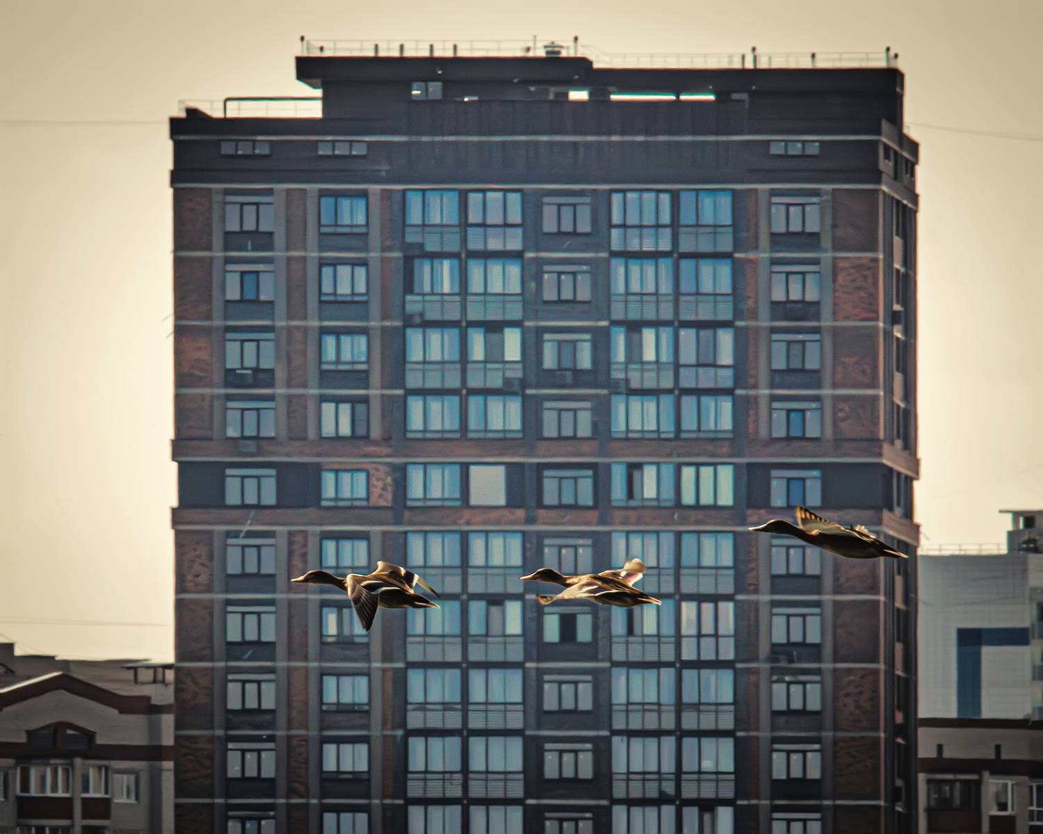 Photo #13693249