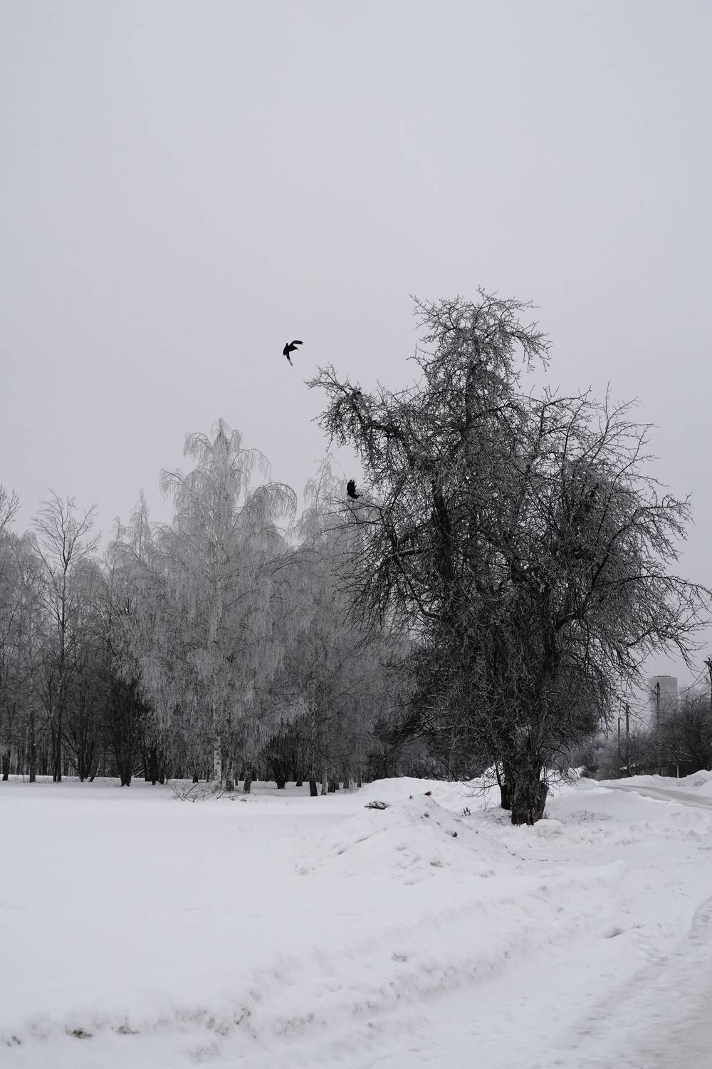 Photo #13693262