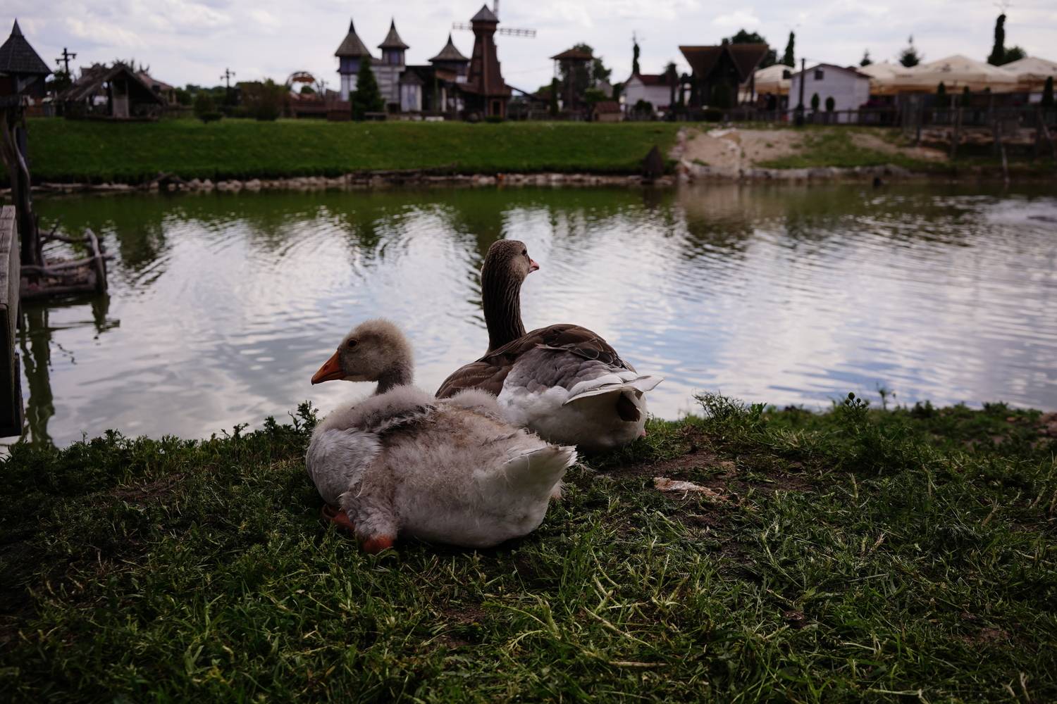 Photo #13693263