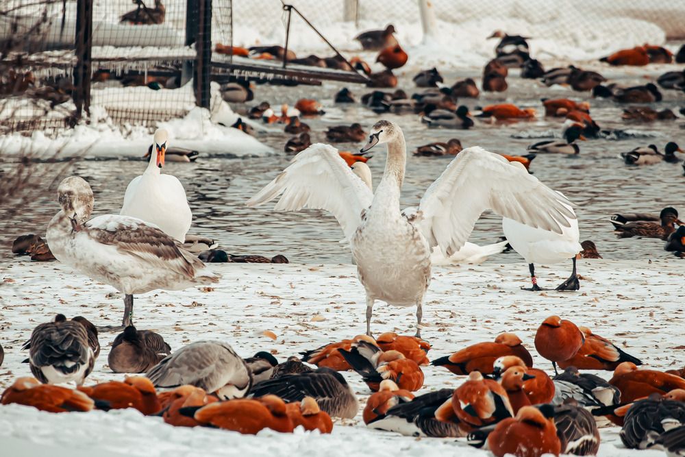Photograph by Ольга Широкова