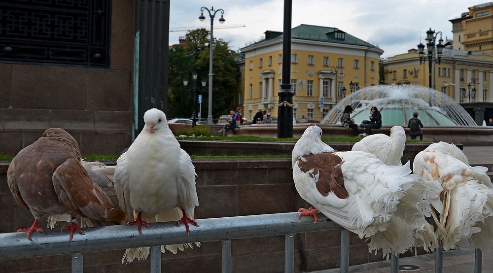 Голуби.