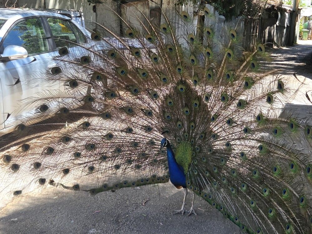 Красавец павлин