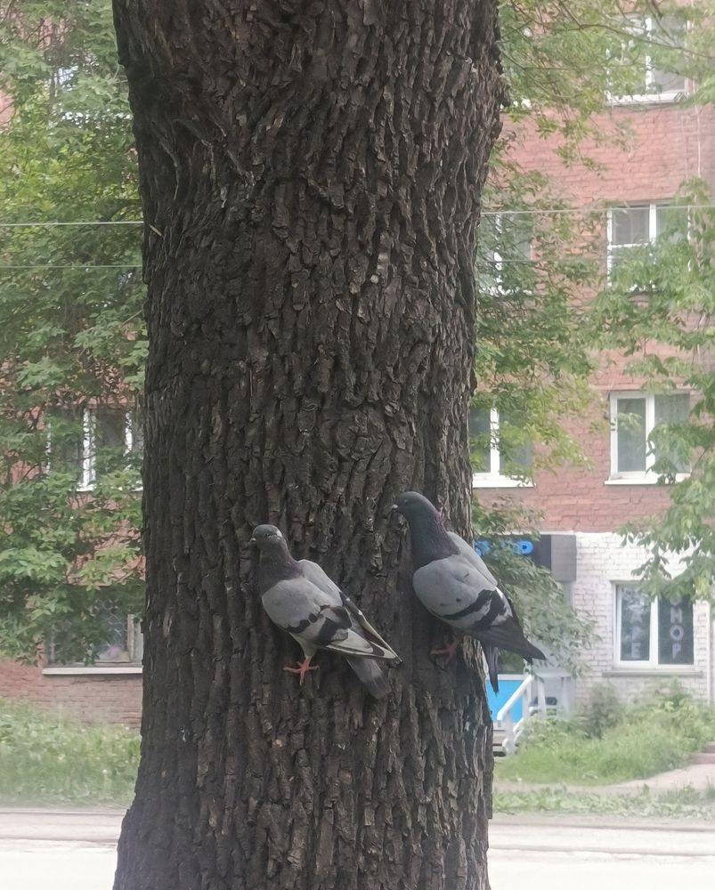 Фотография автора Ольга Петрова