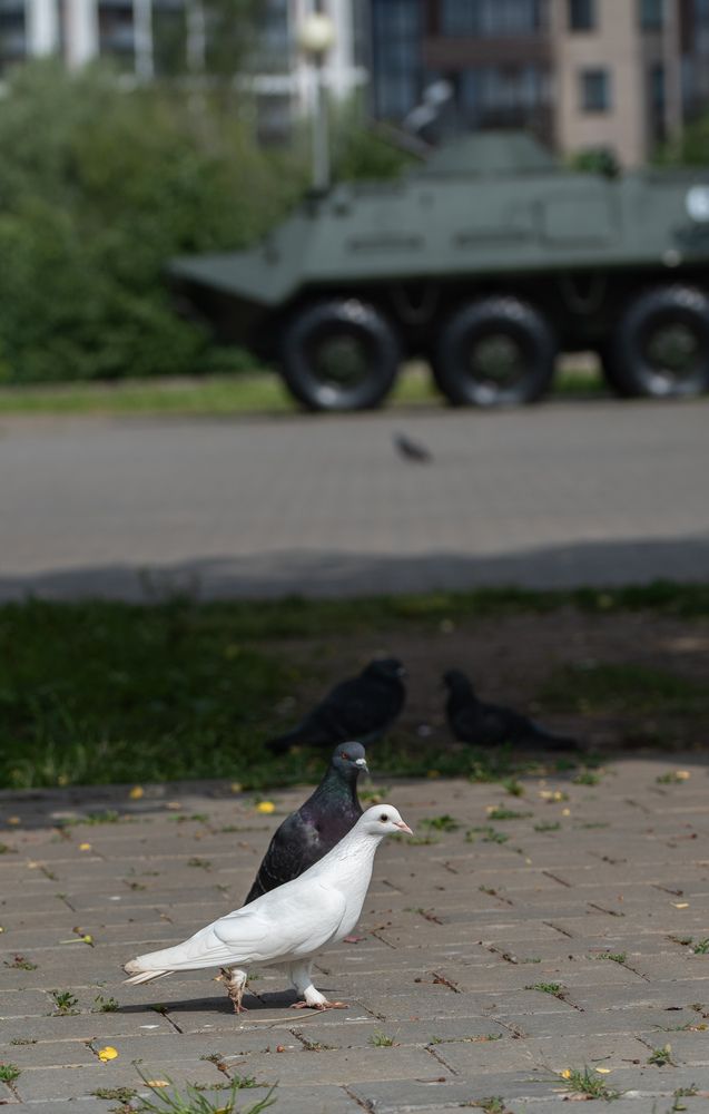 Photo #13693487