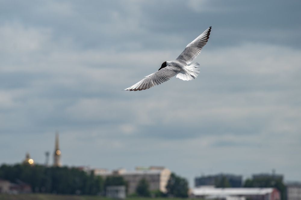 Фотография #13693490