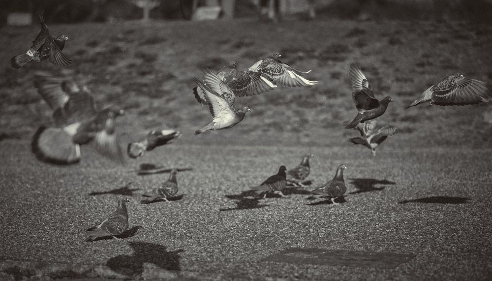 Flying Doves